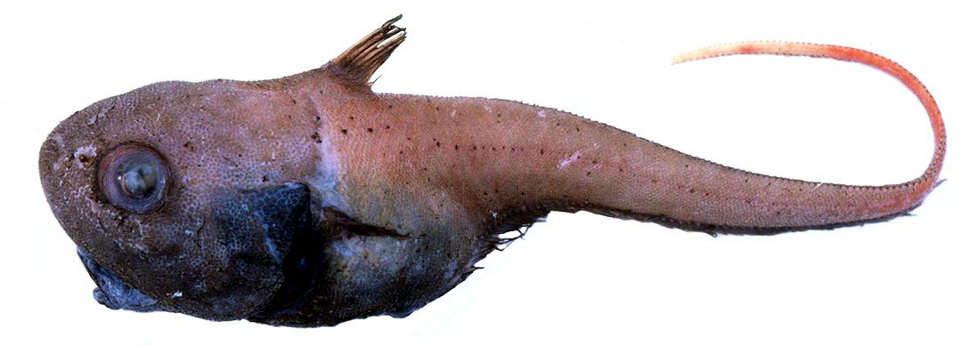 Cetonurus globiceps_0012444